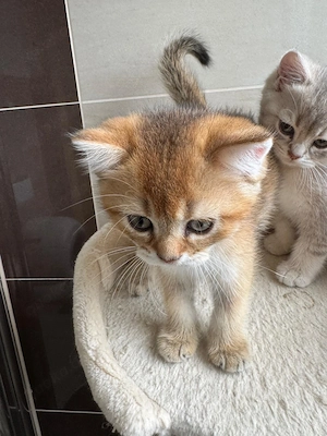 Reinrassige Britisch Kurzhaar (BKH) Kitten Golden Creme   wunderschön & verschmust