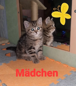 Reinrassige BKH Kitten 