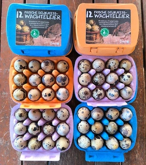 Wachteleier 