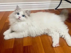 Ragdoll-Kätzchen sind bereit, auszuziehen  