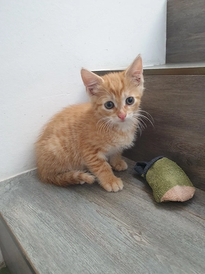 Babykatzen suchen neue Zuhause 