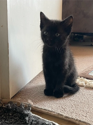 baby kater 