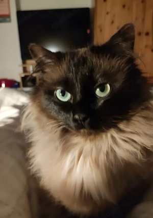 Ragdoll seal Mink seltene Farbe ähnl Birma