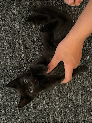 Baby katze 