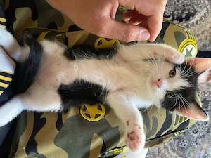 Baby kater 
