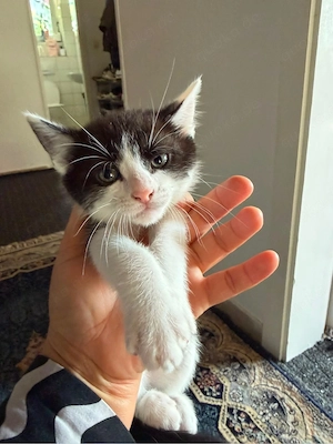 Baby kazte 
