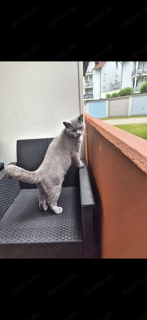 Britisch kurzhaar bkh 9 Monate Männlich