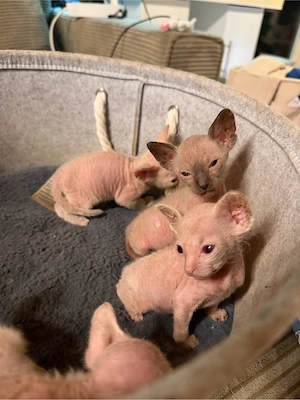 Reinrassige Don Sphynx