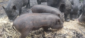 Mini Schweine abzugeben 