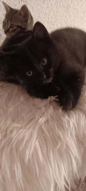  Katzenbabys 