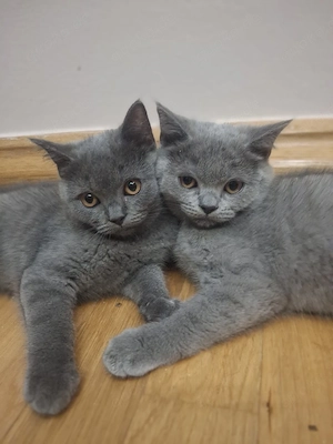 BKH kitten 
