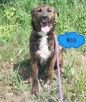 Mock, lieber und wunderhübscher Mischling