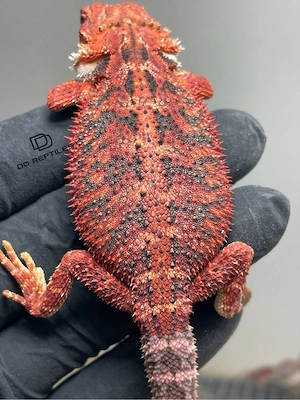 Bartagamen Männchen (Pogona vitticeps) half red Monster half extreme red blue Tiger het Hypo