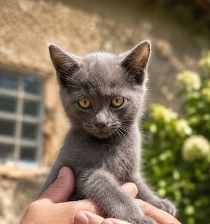 Russisch Blau Mix Kater