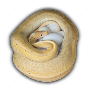 0.1 Banana Cinnamon Pinstripe het DG Königspython 