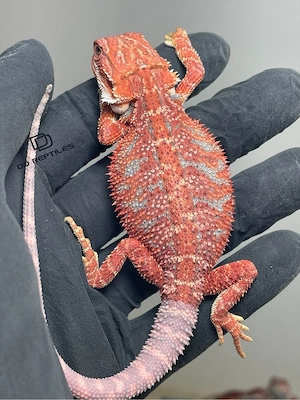 Bartagamen Männchen (Pogona vitticeps) half red Monster half extreme red Hypo blue Tiger
