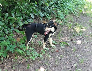 süße Pinscher-Mix Welpen Hündin "Dara" sucht ein Zuhause