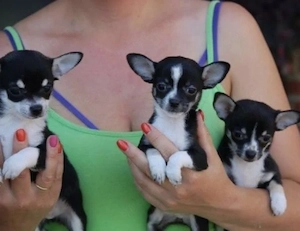 Longhaar Und Kurzhaar Chihuahua Welpen mit Papieren 