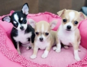 Chihuahua Welpen 