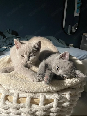 BKH Kitten