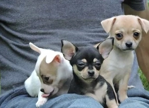 Wunderschönen Chihuahua Welpen Rüdin und Hündin mit Papieren 