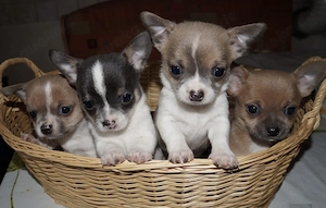 LH und KH Chihuahua Welpen mit Papieren 