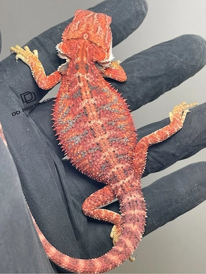Bartagamen Männchen (Pogona vitticeps) half red Monster half extreme red Hypo blue Tiger