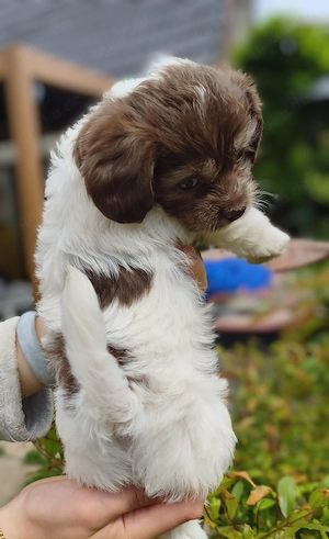 Toypudel Mix Welpe Hündin, Premium Aufzucht. Cool unerschrocken schmusig Familienhunde