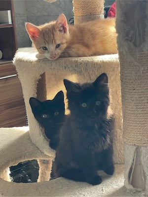 Katzen, Kätzchen, kleine Katzen