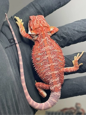 Bartagamen Männchen (Pogona vitticeps) half red Monster half extreme red Hypo