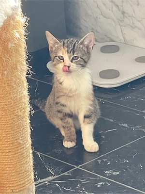 Katzen, Kätzchen, kleine Katzen