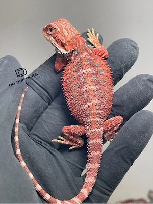 Bartagamen Männchen (Pogona vitticeps) half red Monster half extreme red Hypo