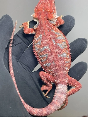 Bartagamen Männchen (Pogona vitticeps) Red Hypo high blue Tiger