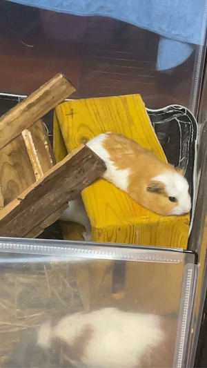 2 meerschweinchen böcke 