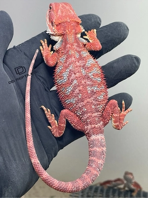 Bartagamen Männchen (Pogona vitticeps) red Hypo high blue Tiger