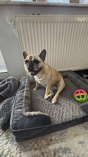 Französische Bulldogge Hündin