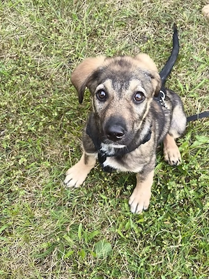 Süße Pele(4,5 Mon, 8,5 kg, 35 cm) sucht liebevolle Familie 