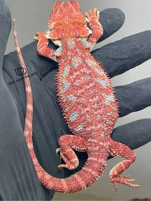 Bartagamen Männchen (Pogona vitticeps) red Hypo high blue Tiger