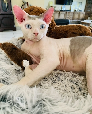 Devon Rex Kater Freddie sucht neue Familie!