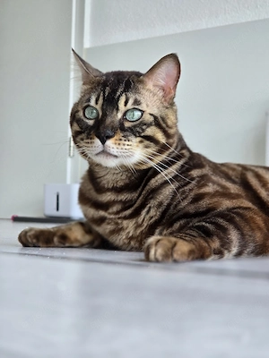 Bengalkater