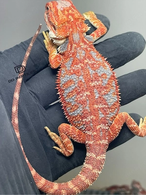 Bartagamen Weibchen (Pogona vitticeps) Orange Hypo high blue Tiger