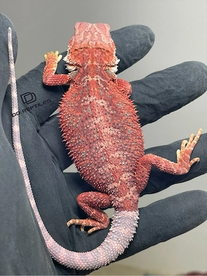 Bartagamen Weibchen (Pogona vitticeps) half red Monster half extreme red Hypo