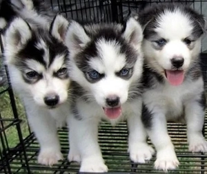 Exclusive Siberian Husky Welpen mit Papieren und Blaue Augen