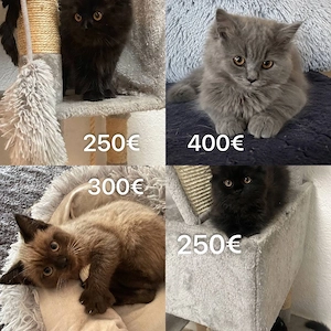    Britisch Langhaar Mix Kitten   4 süße Katzenbabys, 3 Monate alt