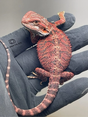 Bartagamen Weibchen (Pogona vitticeps) half red Monster half extreme red het Hypo
