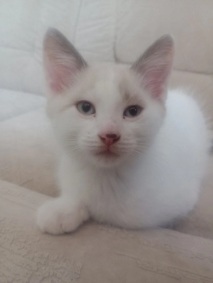 Katzenbaby 