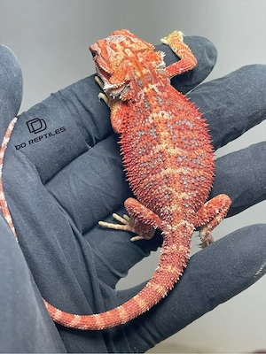 Bartagamen Weibchen (Pogona vitticeps) half red Monster half extreme red Hypo