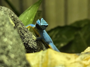 Lygodactylus williamsi Himmelblauer Zwergtaggecko Männchen  aus 2025