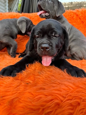 Cane Corso Fellnasen suchen ein schönes neues Zuhause