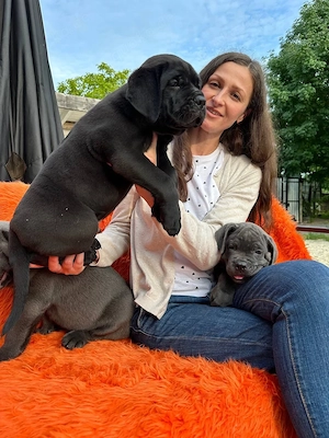 reinrassige Cane Corso Welpen